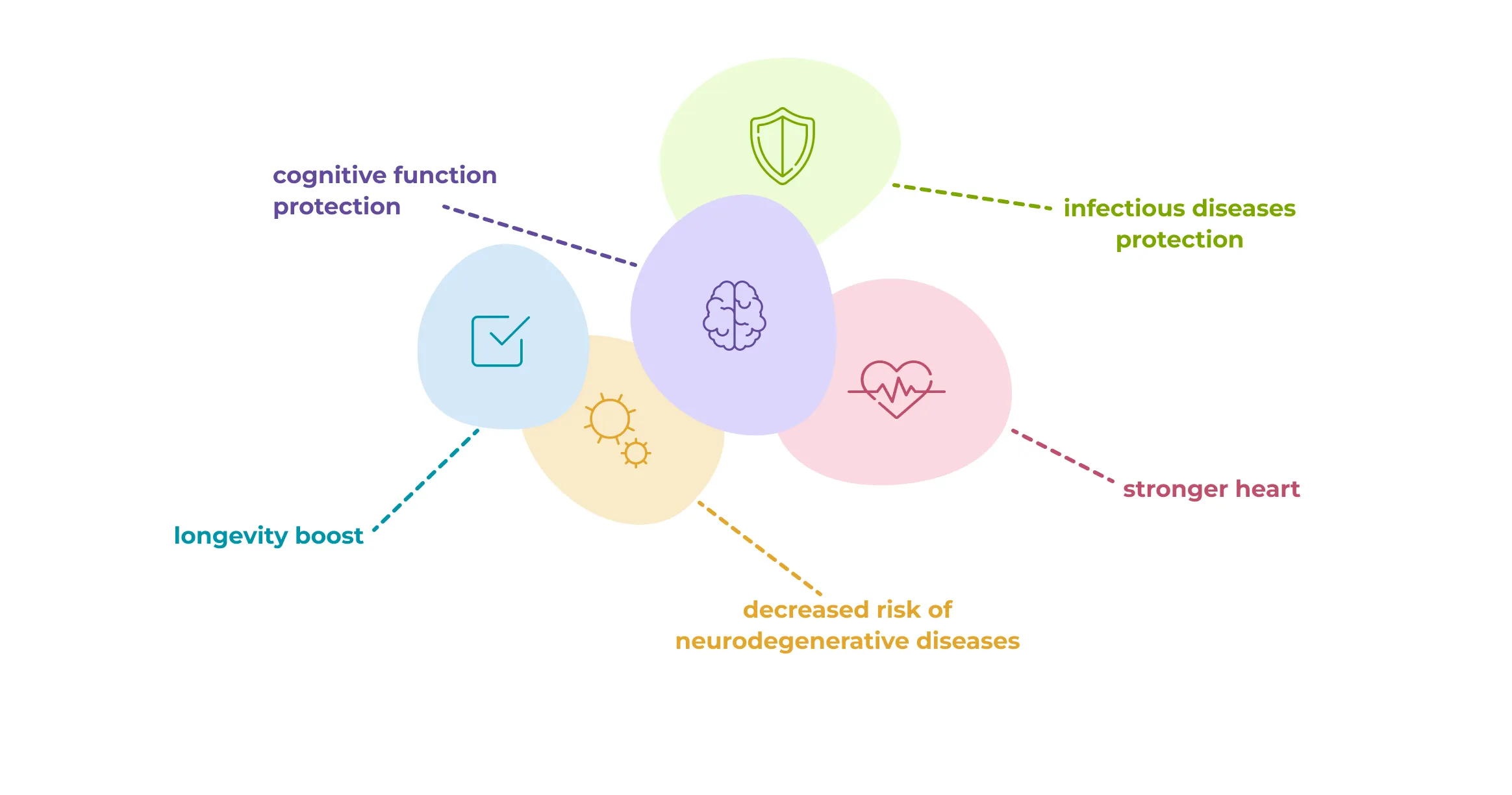 Scientific illustration of autophagy benefits including cellular repair, longevity, and disease prevention through cellular recycling mechanisms